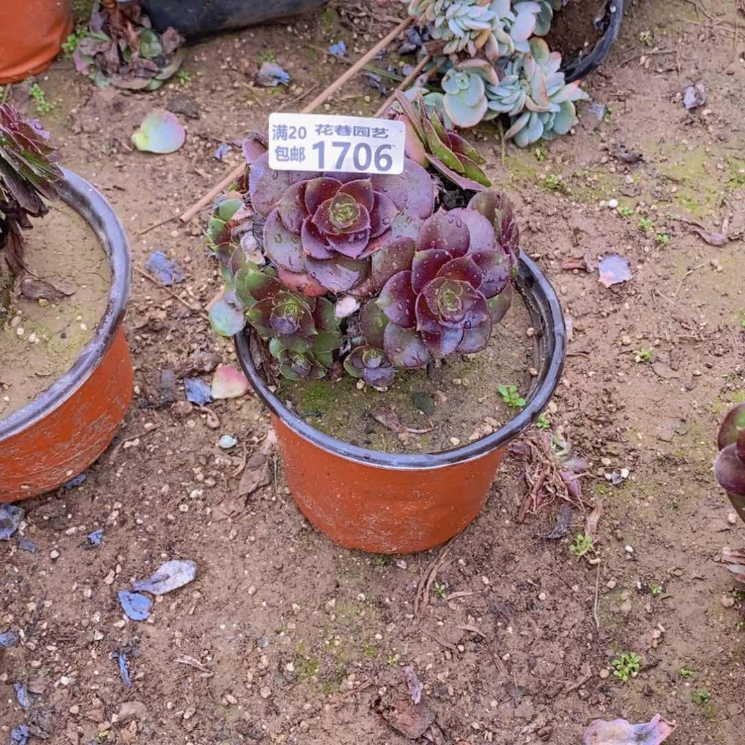 1706 号一物一拍多肉植物