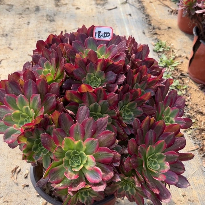 18-50安娜多肉植物