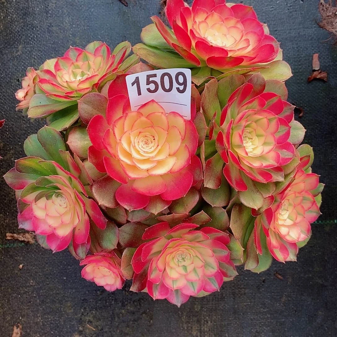 红陶1509荔枝4冠20以上