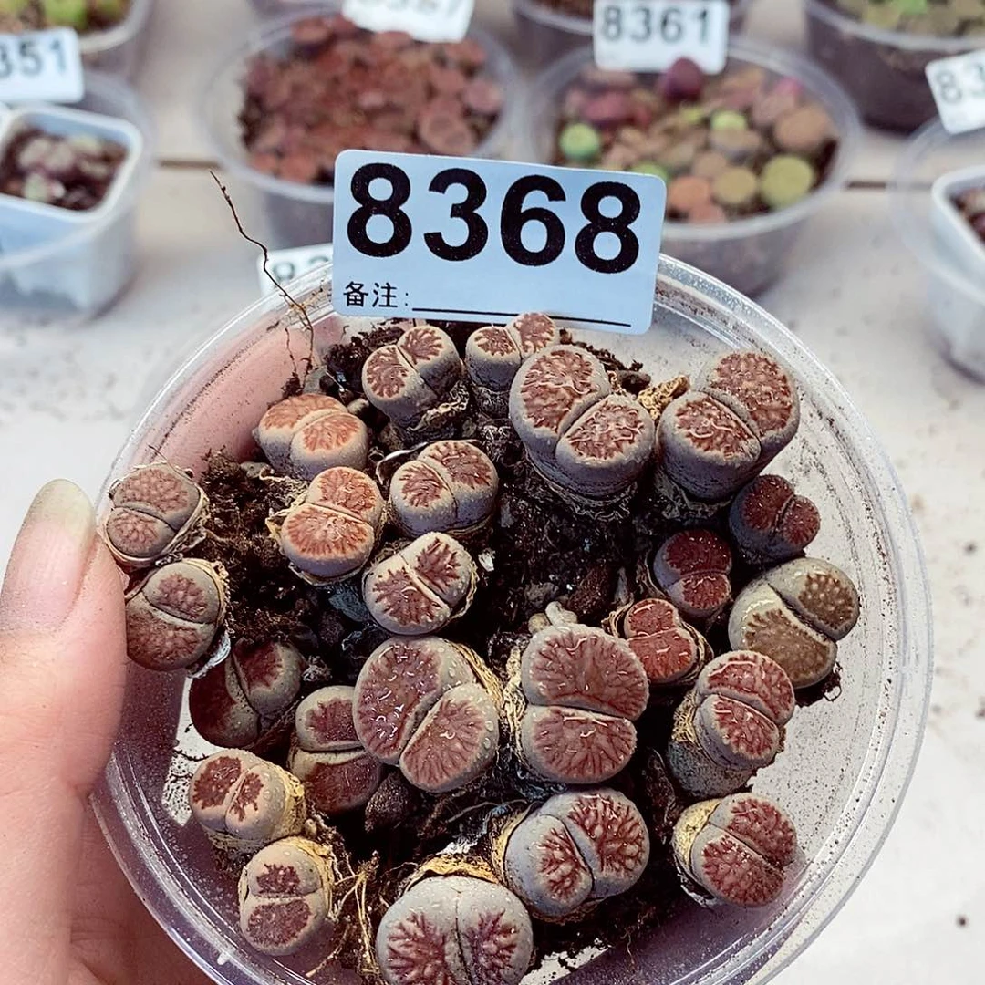 8368菊啊看看咯哦哟