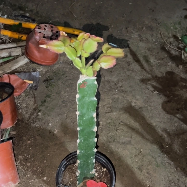 钱***花当前无花栽培后可以开花057  1145