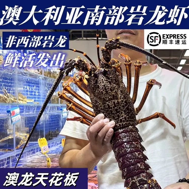 鲜活澳龙大澳龙打氧活发澳洲大龙虾非龙虾仔南非龙虾【顺丰特快】