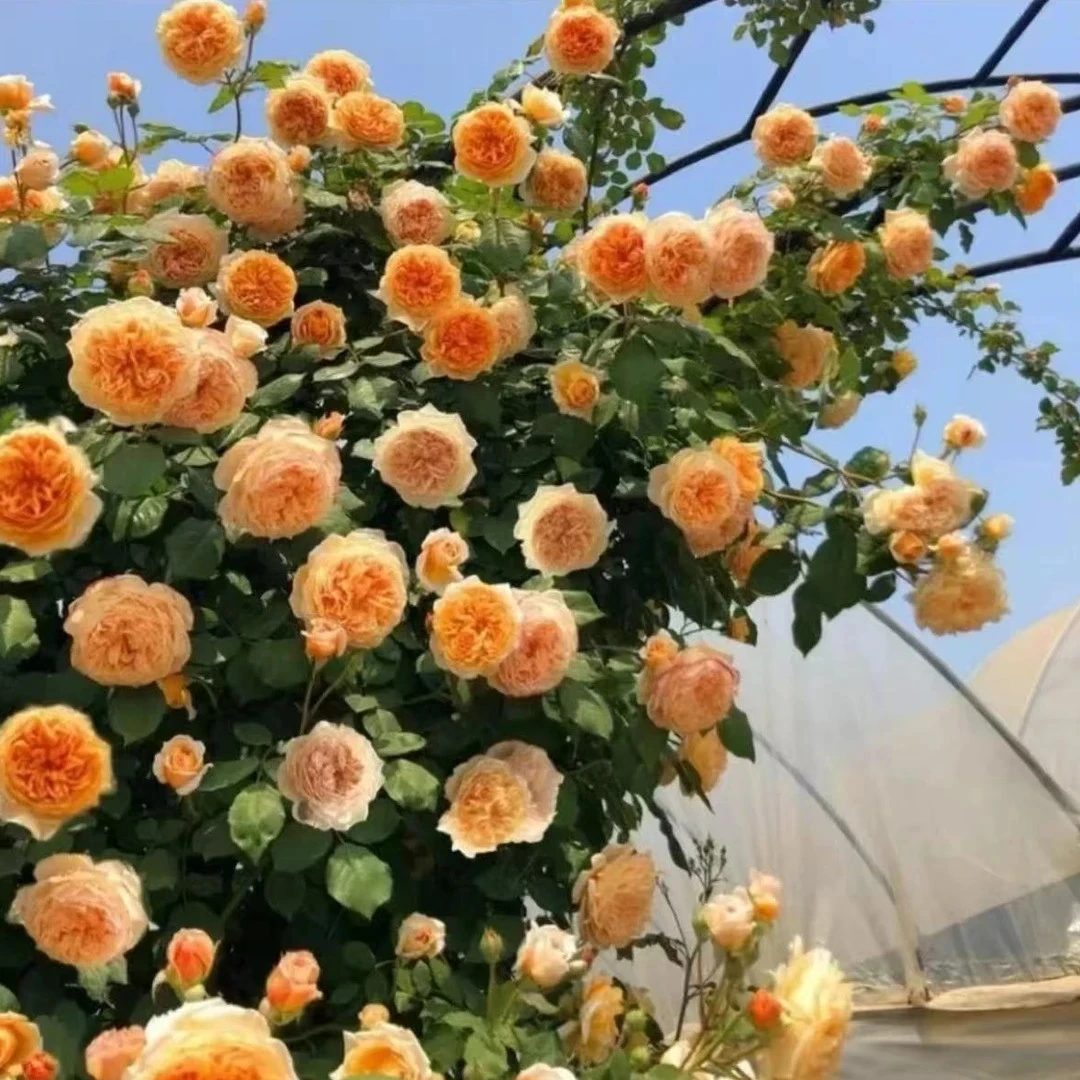 【王妃】1.2-1.4米大苗爬藤月季庭院花卉浓香大花耐寒四季蔷薇花苗