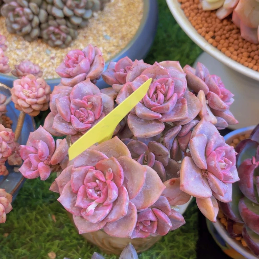 H****…我的小可爱们都好可爱