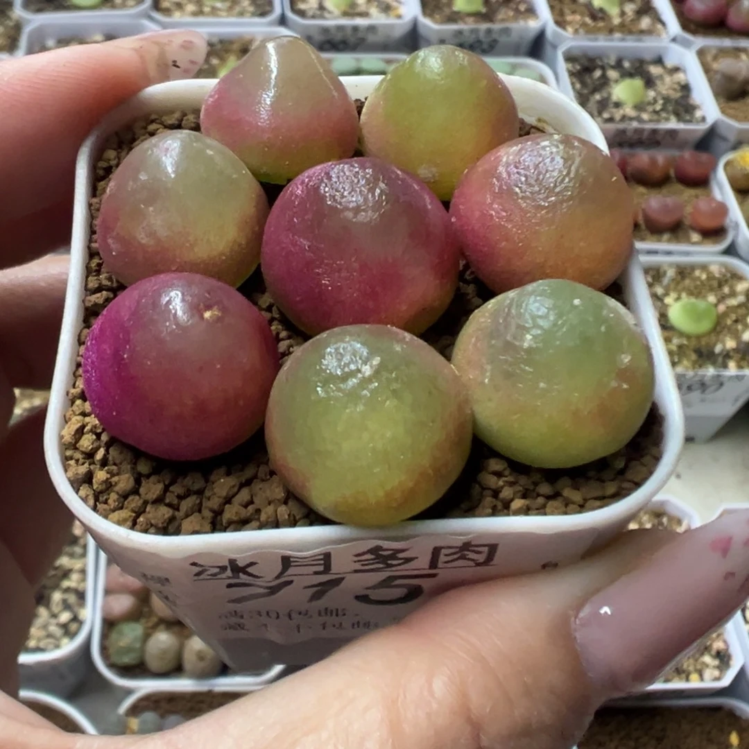 715灯泡八颗裸根发货