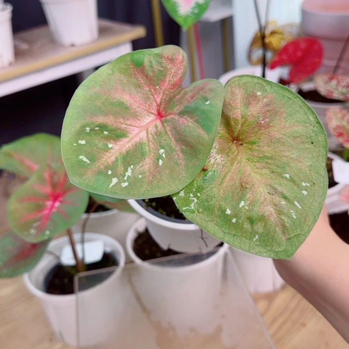 无花朵海王小苗Q2290