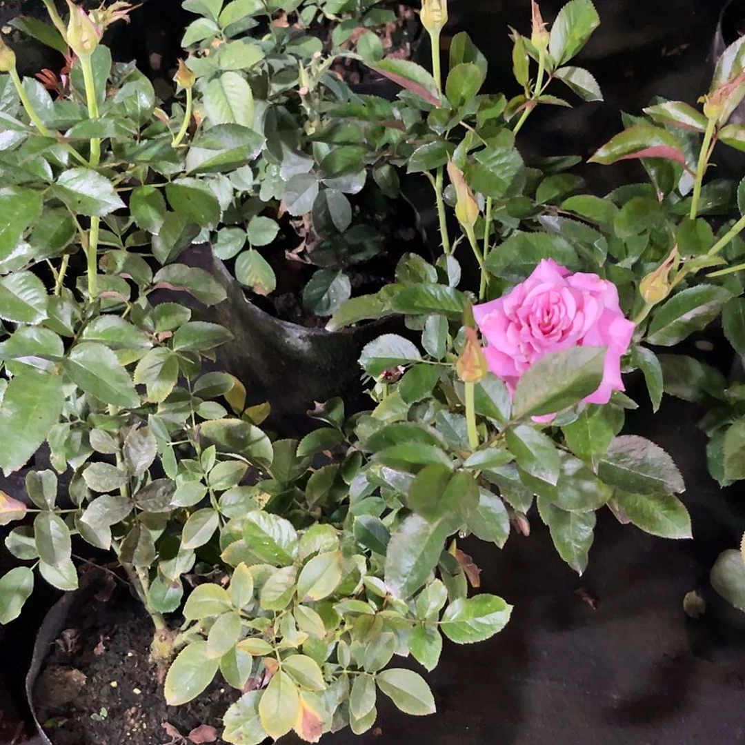 无花朵——-葡萄紫 大苗