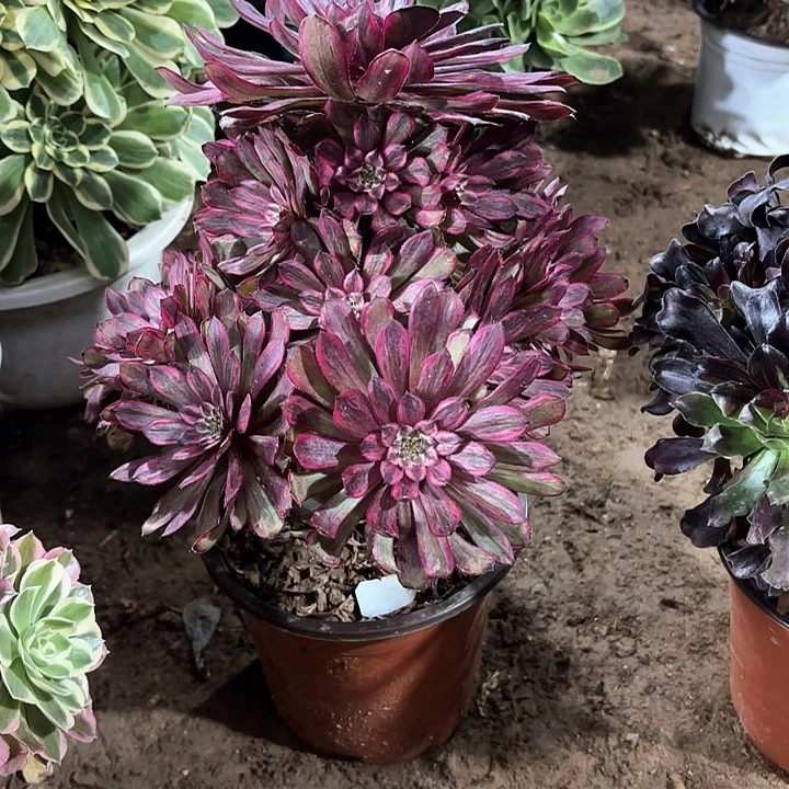 黑****）多肉植物法师紫霞仙子62