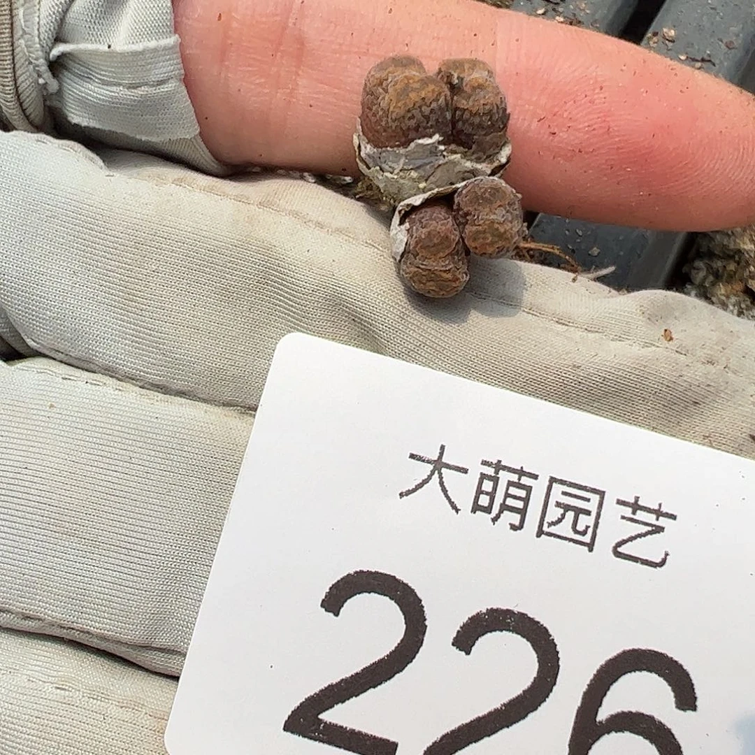 0000226量拍MG1456.7冰渣火柴勋章4头1颗