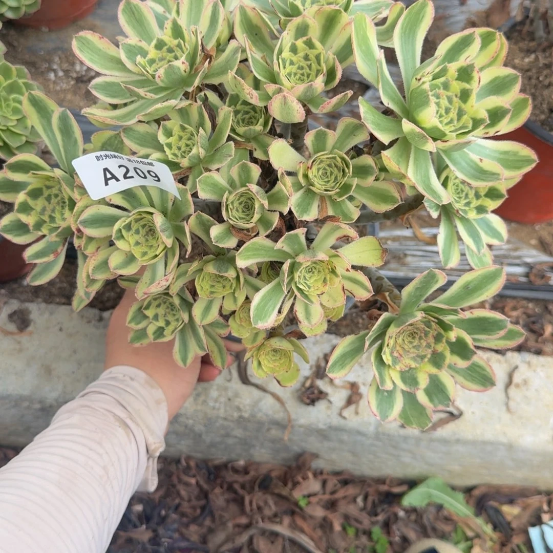 209保时捷 多肉植物