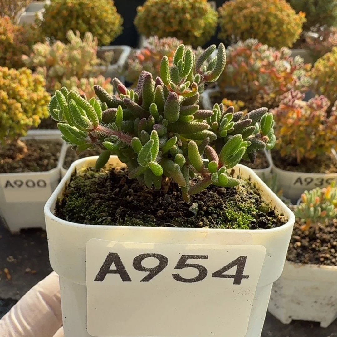 A954狐尾枝干一物一拍