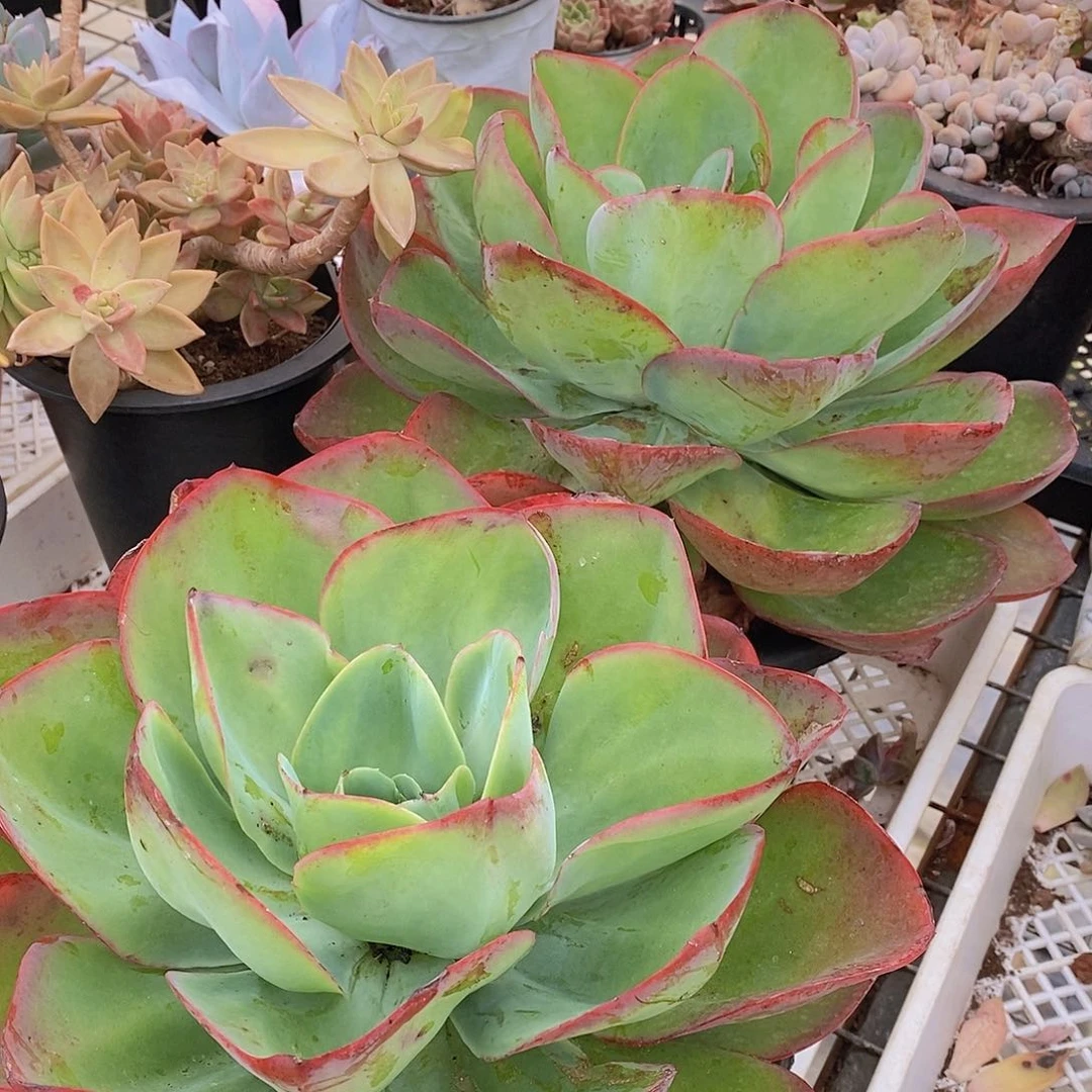 霓虹灯超级大大单头精品