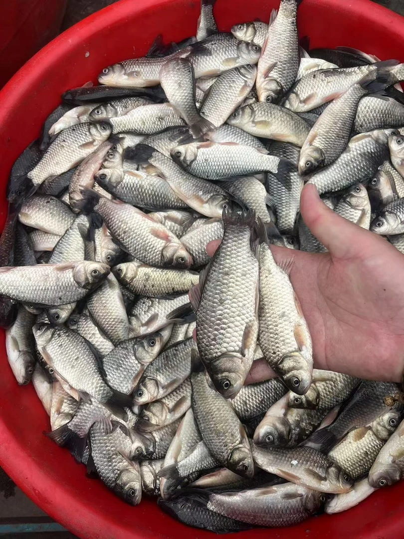 【5斤】东北纯野生鲫鱼5斤单条二两起步