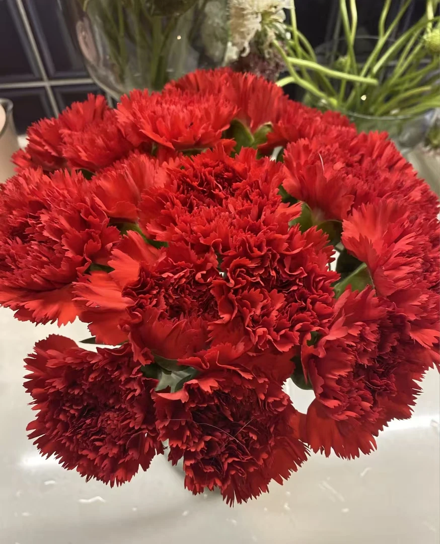 鲜花   配草 康乃馨洪福20支 （5支不售后）  任意两单包邮