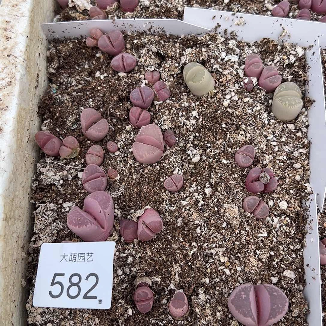 清框脱土发无售后默认有疤。582