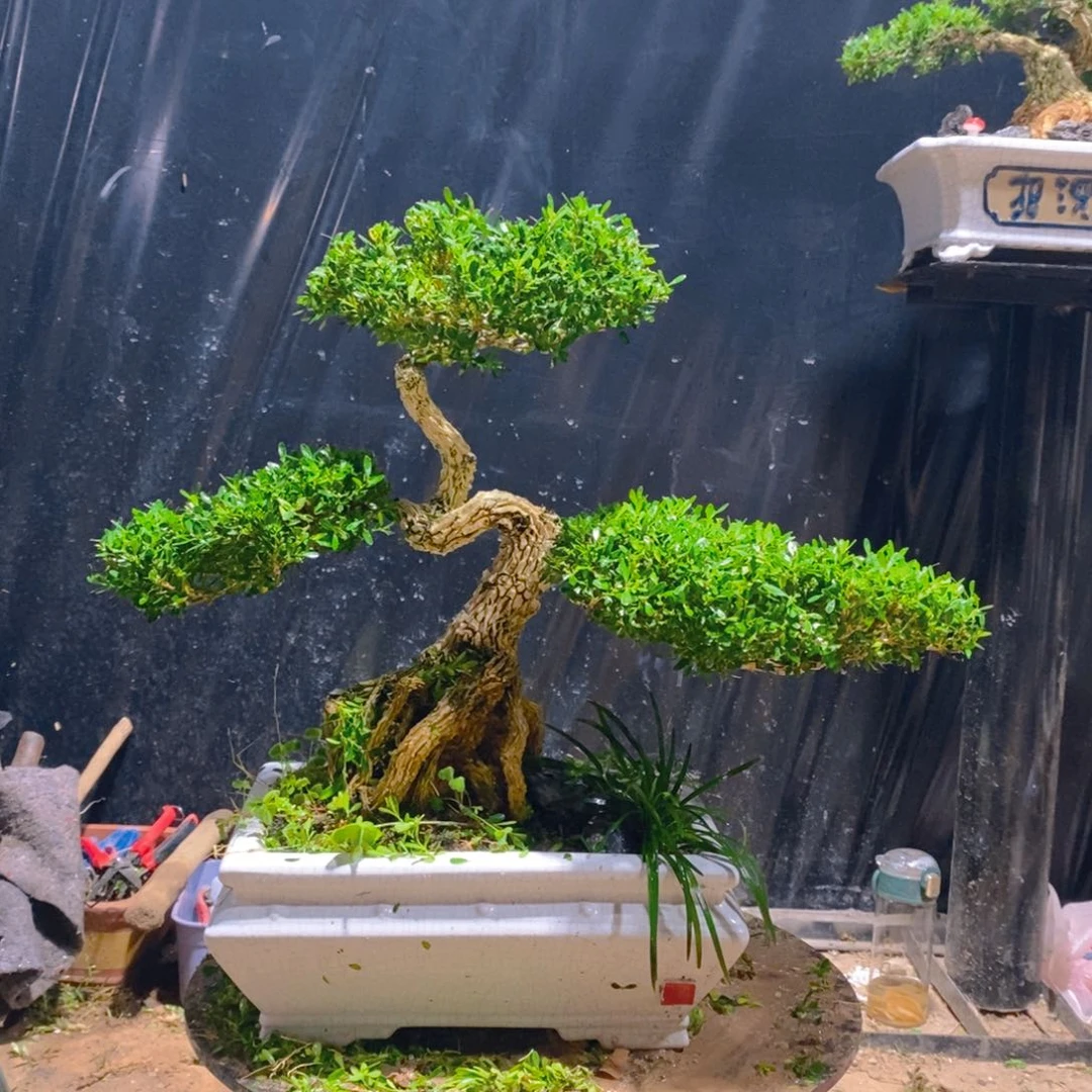 无花朵宝***?广东皱皮雀舌黄杨盆景