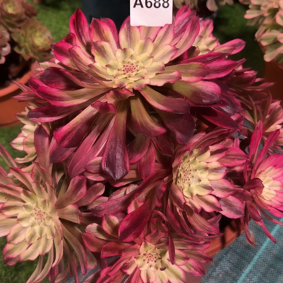 阿*多肉植物琉璃688