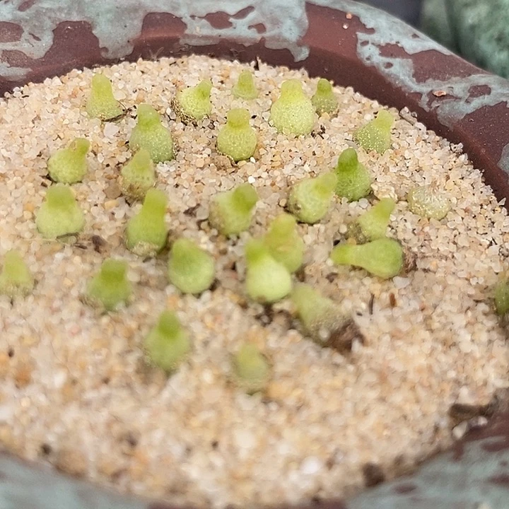 小葫芦一颗   个头小