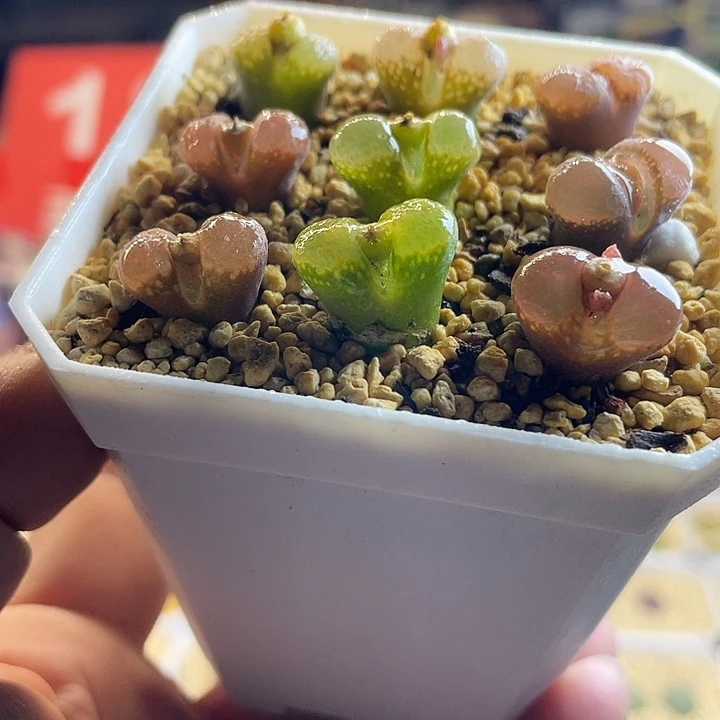 佳人园艺多肉生石花彩风铃138