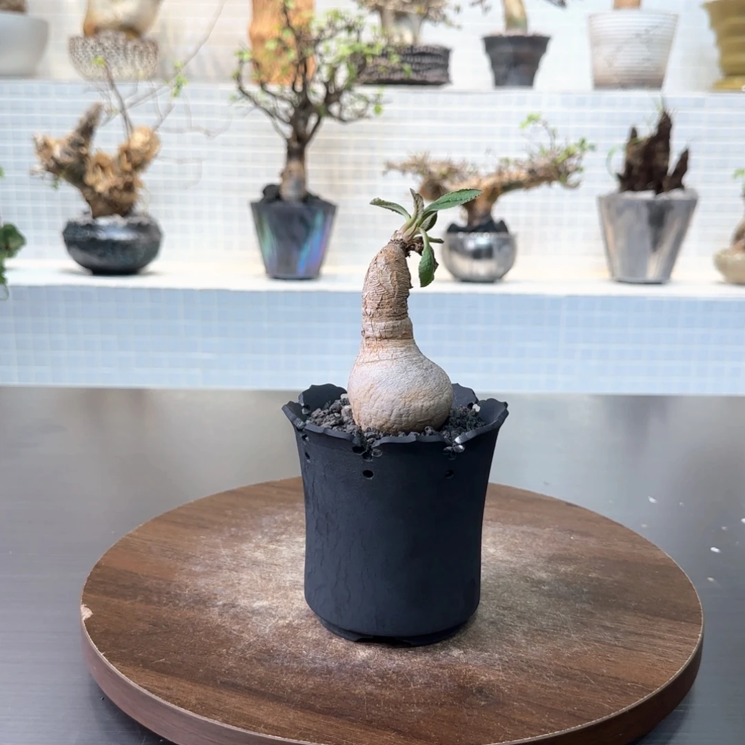 樱花大戟一物一拍