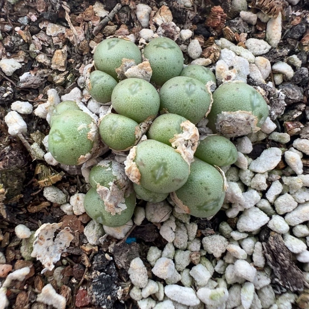 15-199肉锥多肉植物