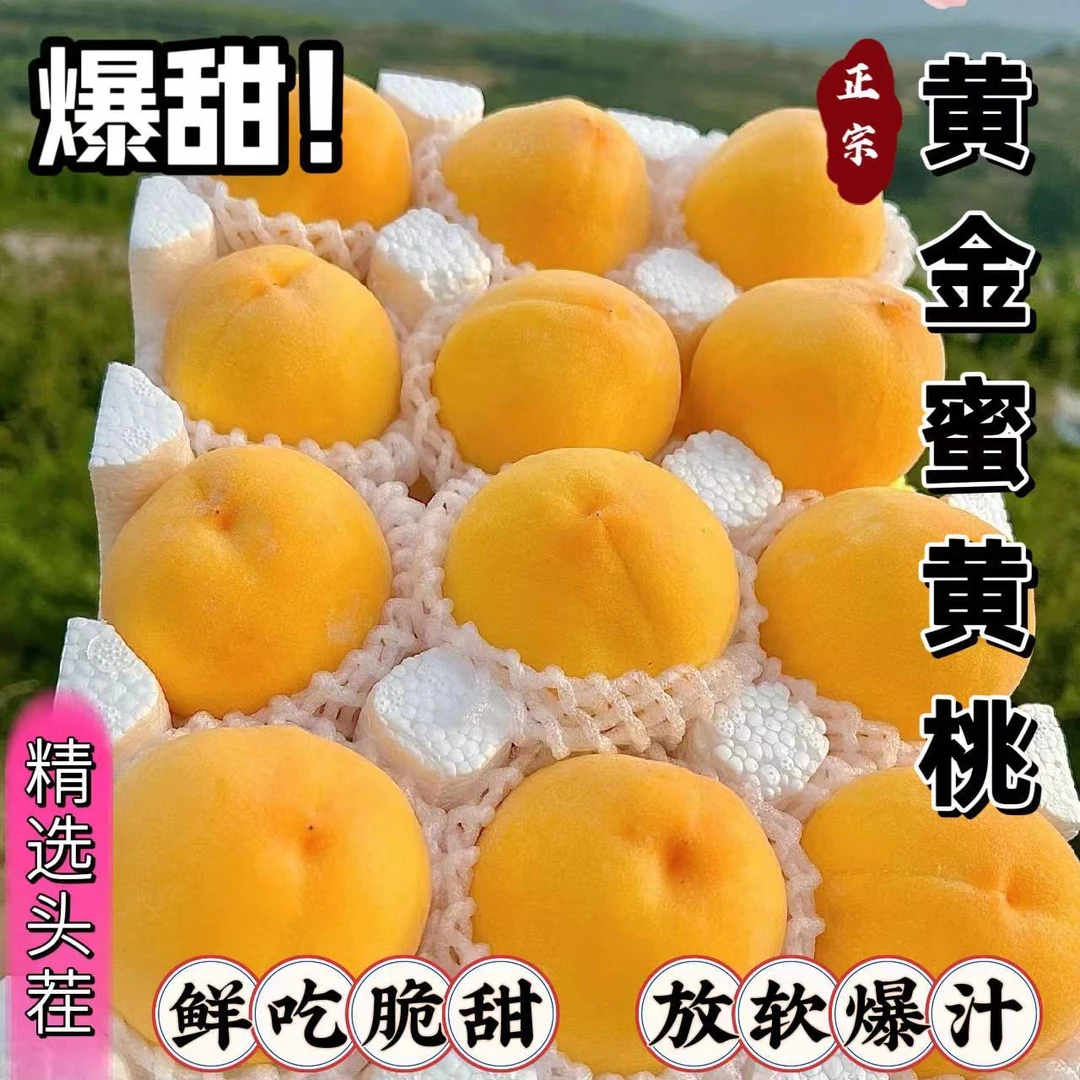 山东蒙阴黄毛桃新鲜水果现摘脆甜应季水果锦绣黄桃