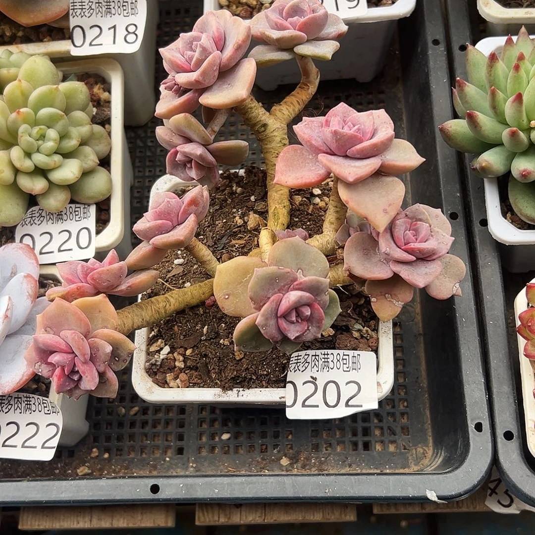 多肉一物一拍植物0202