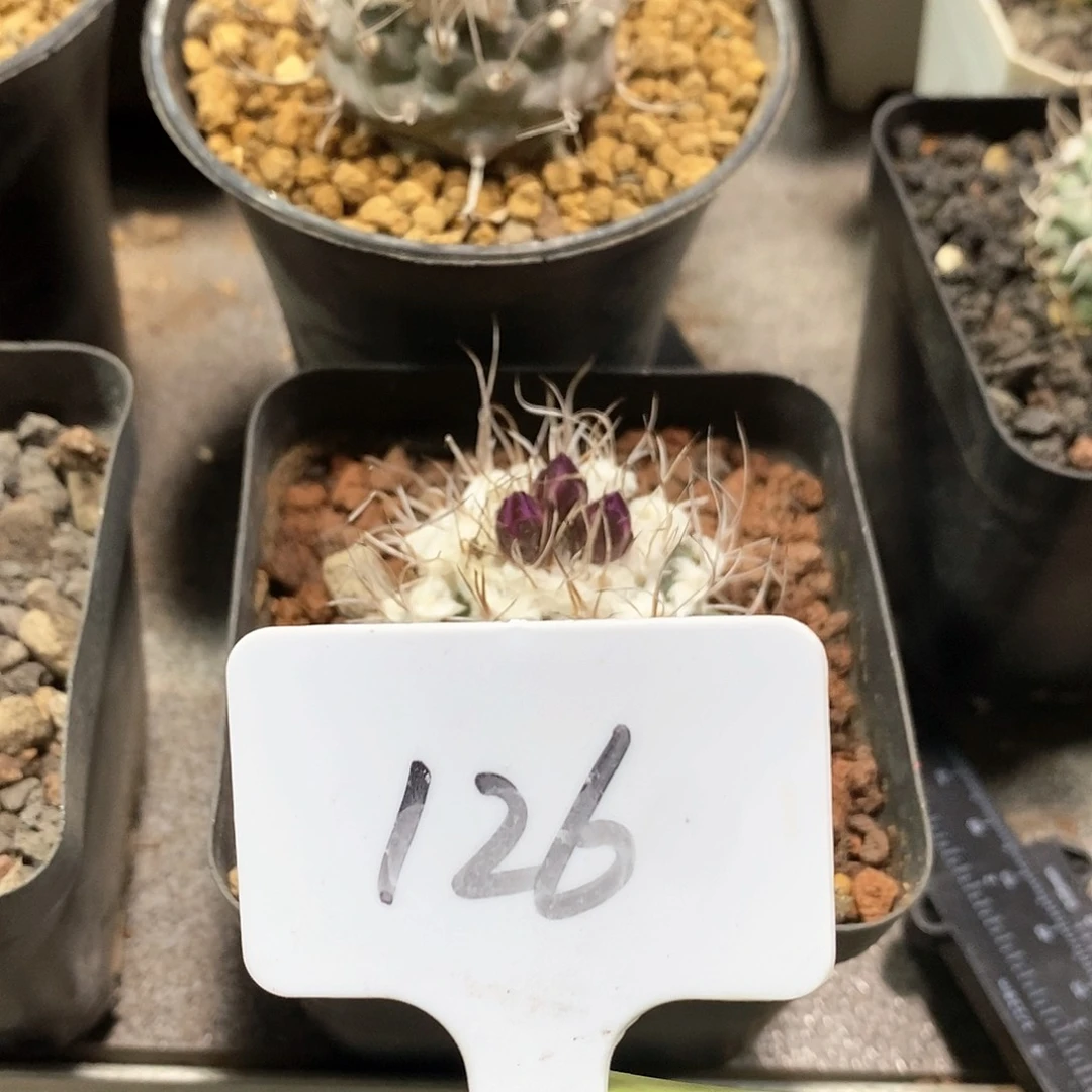 G**s实生尼克莱娇丽，牙城丸