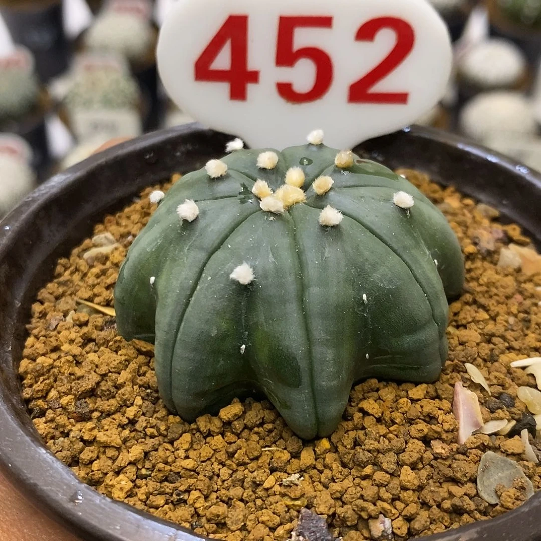 452琉璃海星福利特价啦
