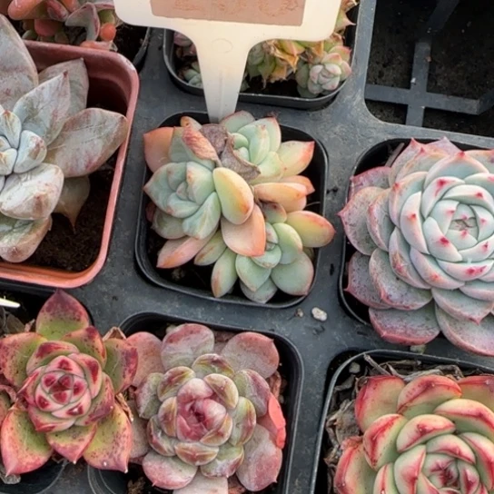 200泡芙一物一拍多肉