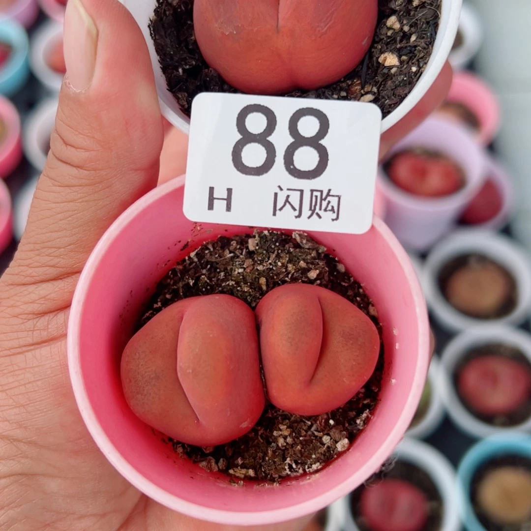 无花朵西**我很喜欢这个H88