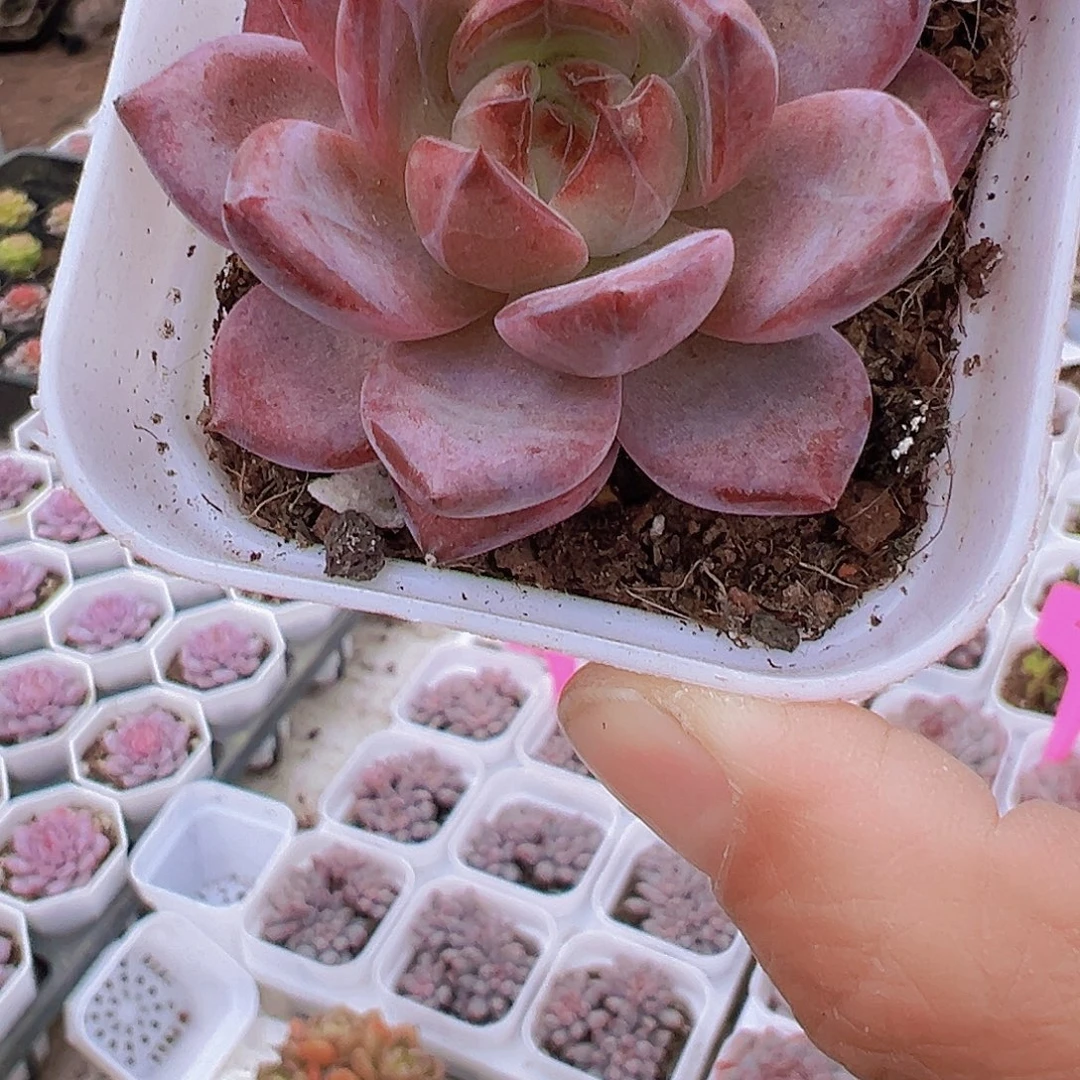 夜魔侠19包邮多肉植物