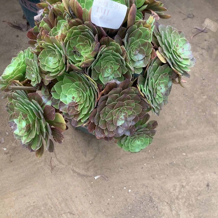 1311花月夜多肉植物特价