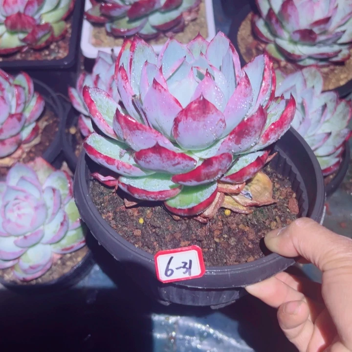 多***者精品多肉植物老桩