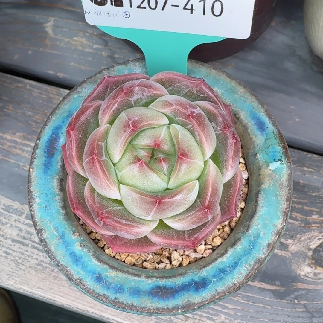 从前慢多肉精选编号1207.410