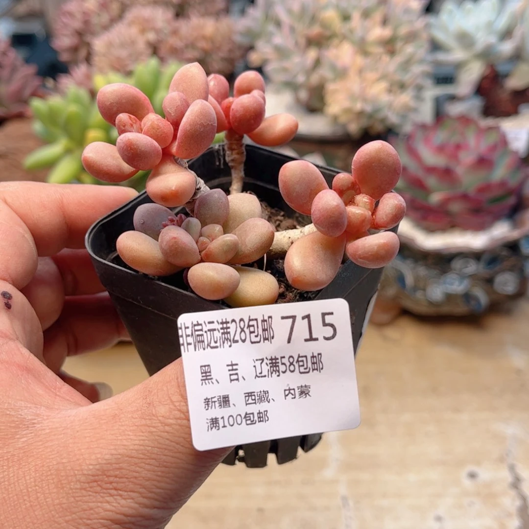 715先锋派德华多肉