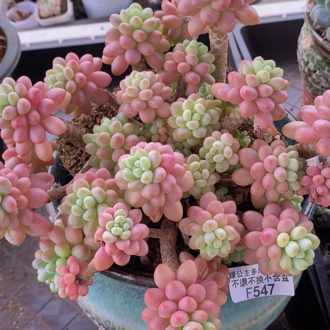 鱼子酱老桩20cm547多肉植物