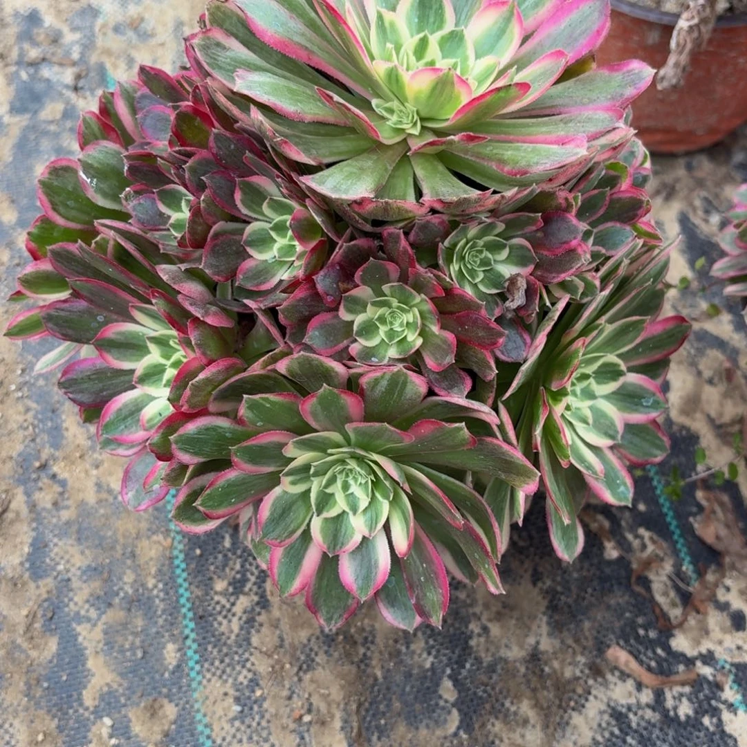 678多肉植物捧花的时候