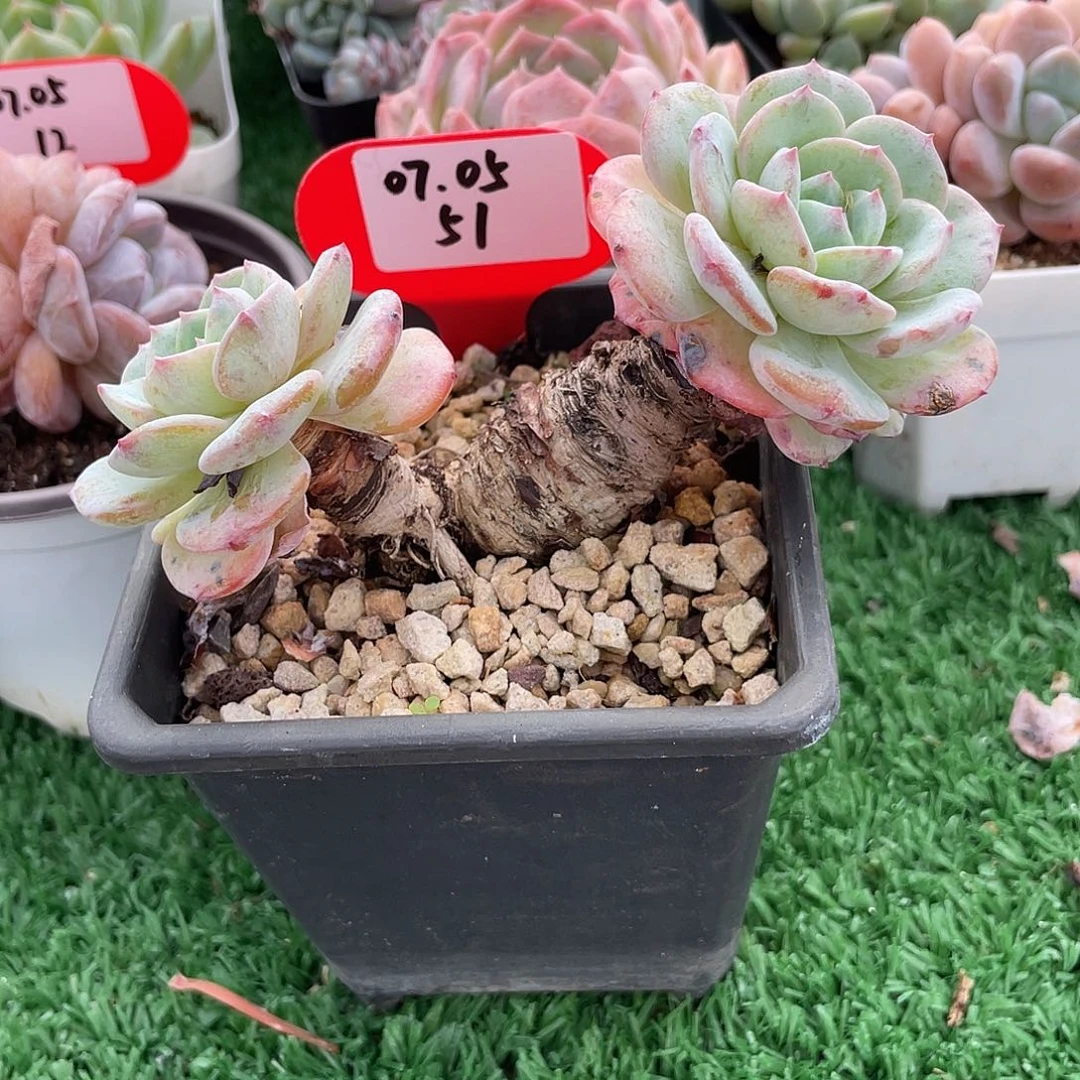 萌肉小筑0705-52勃朗峰老桩福利