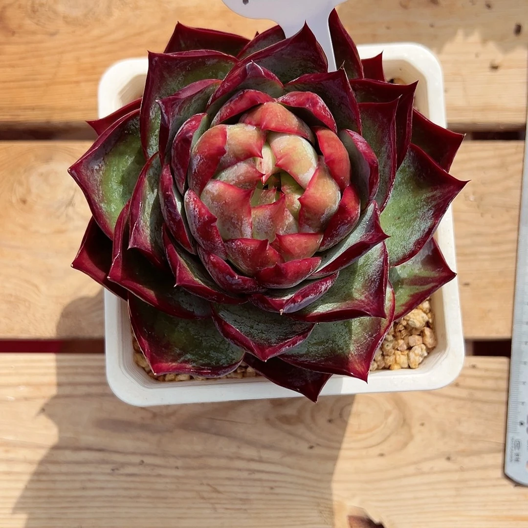 宏***配1031-40惊鸿仙子。