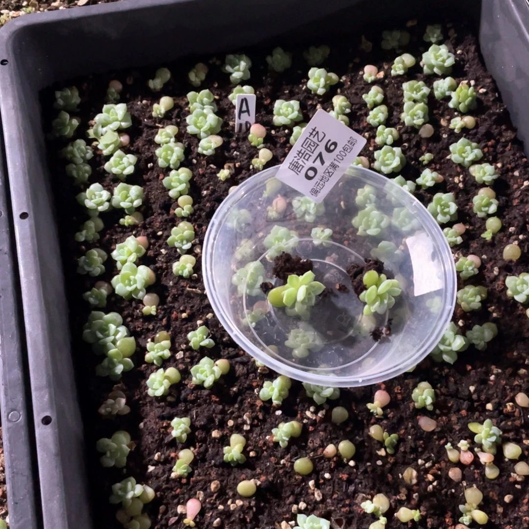 米***粒A18珍妮一物一拍076