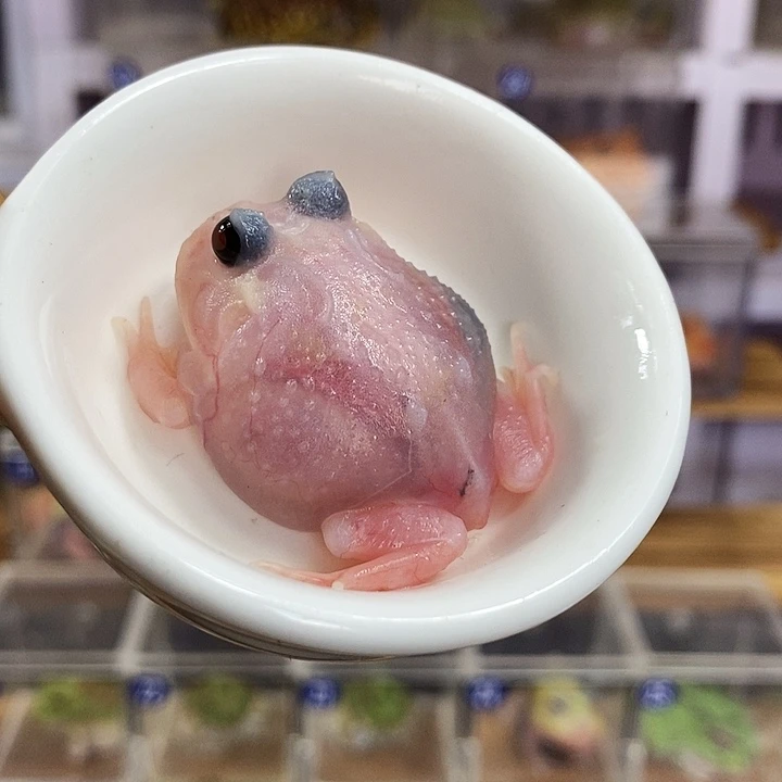 角蛙368号三基因粉雪变异