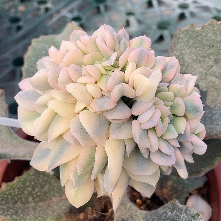 血精灵锦。锦龙一物一拍