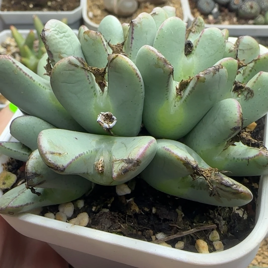 大眼睛少将群多肉植物907