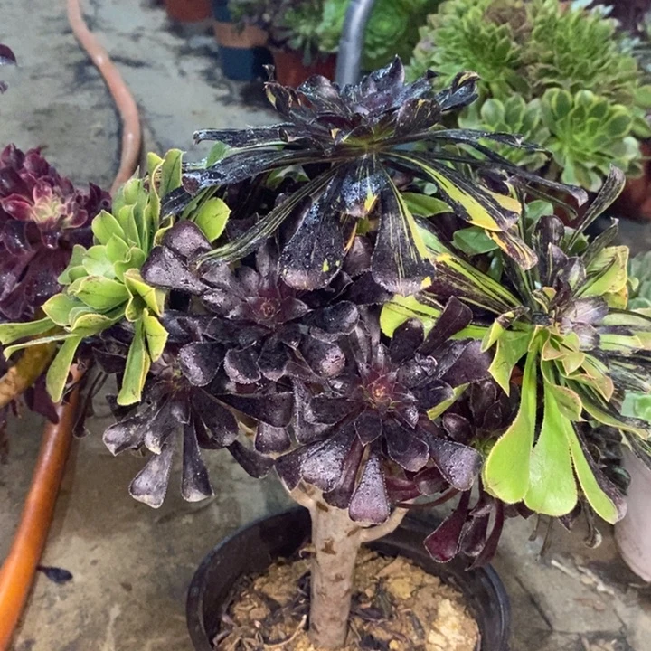 水墨丹青多肉植物47。