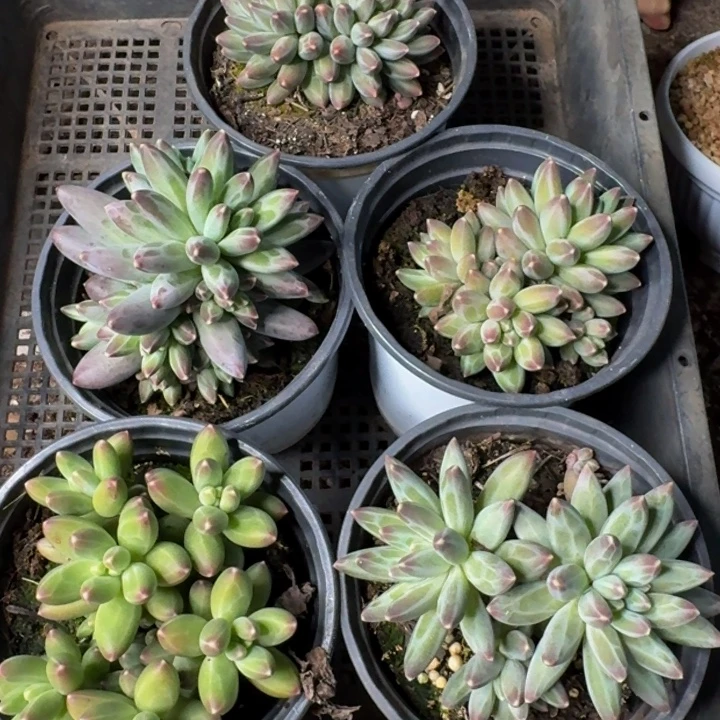 爱***蕾145多肉植物一物一拍