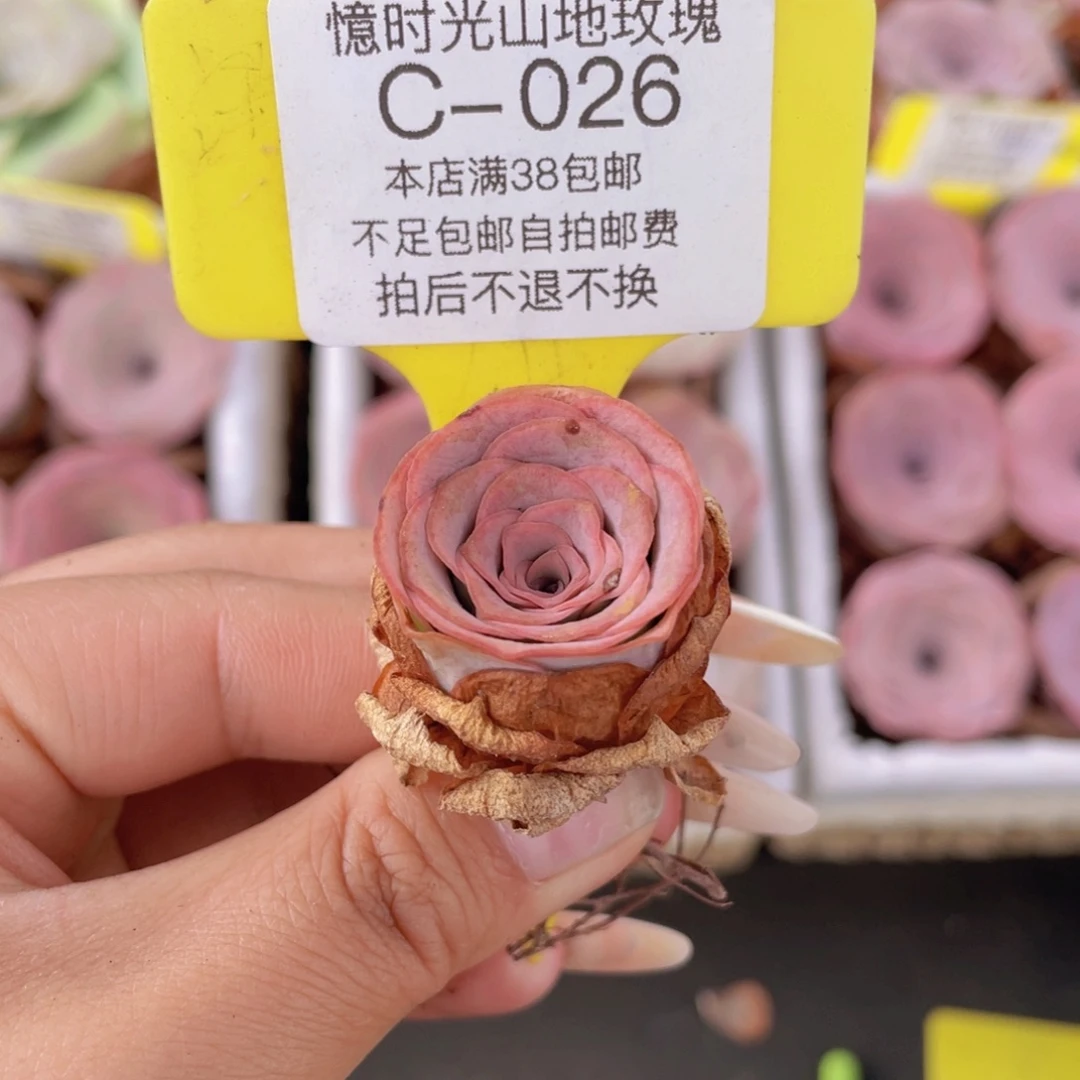 山地玫瑰C026满38包邮裸根发货