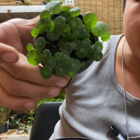 红陶人***…一物一拍所见即所得237