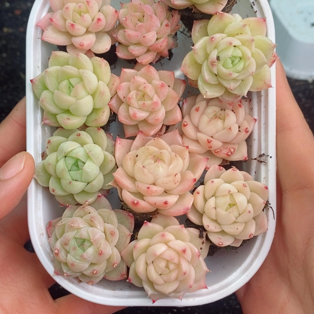 2-802 新疆西藏内蒙不发货其他一单包邮两到三公分多肉