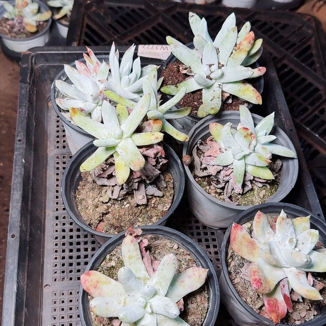 1612瑕疵框拍多肉